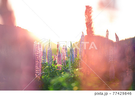 伊勢市津村町 -花開道- 77429846