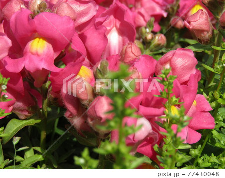 桃色の花はキンギョソウの花 77430048