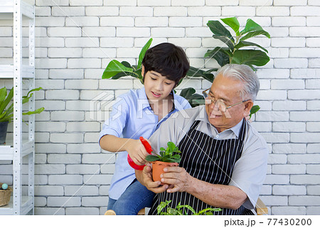 The retired grandfather spent the holidays with his grandson taking care of the indoor garden. Relaxing atmosphere on vacation at home. 77430200