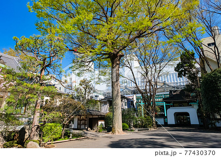 東京都 吉祥寺 月窓寺 境内 77430370