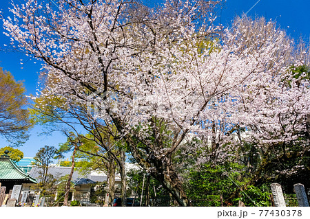 東京都 吉祥寺 月窓寺の桜 東京都 吉祥寺 月窓寺の桜 77430378