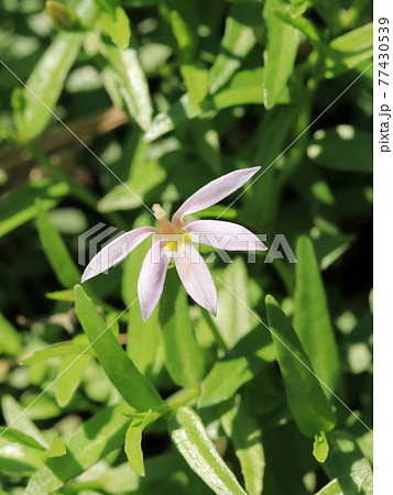 ミゾカクシ（アゼムシロ）の花 77430539