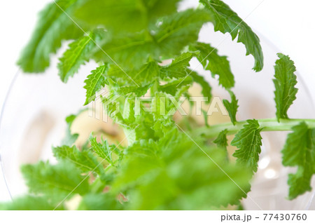 アイコン自動整列の背景壁紙 77430760