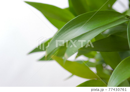 アイコン自動整列の背景壁紙 77430761