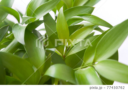 アイコン自動整列の背景壁紙 アイコン自動整列の背景壁紙 77430762