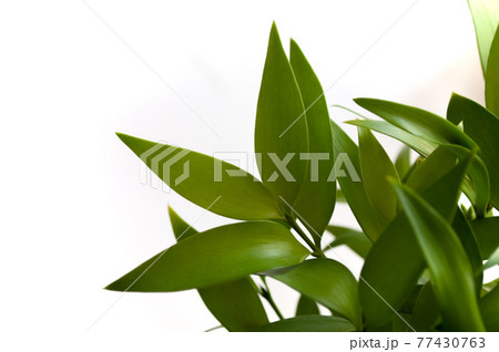 アイコン自動整列の背景壁紙 77430763