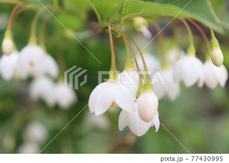 花 77430995