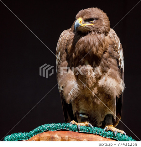 Steppe Eagle on a perch with dark background Steppe Eagle on a perch with dark background 77431258