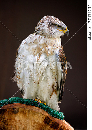 Ferruginous hawk on a perch Ferruginous hawk on a perch 77431259
