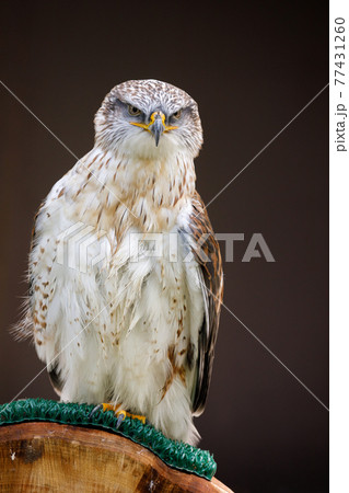 Ferruginous hawk on a perch Ferruginous hawk on a perch 77431260