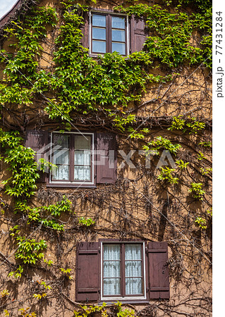 Wall covered by climbing plant at Dinkelsbuhl Old Town Central Franconia Bavaria Germany Wall covered by climbing plant at Dinkelsbuhl Old Town Central Franconia Bavaria Germany 77431284