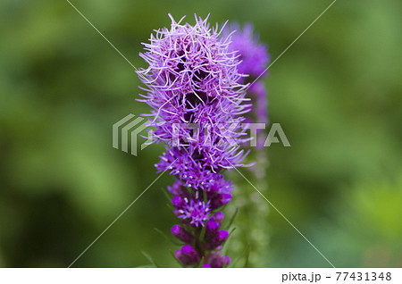 紫色のリアトリスの花が咲いています。学名はLiatris spicataです。 77431348