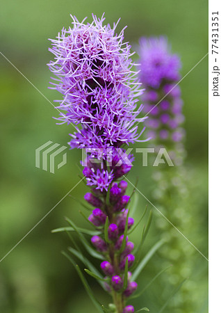 紫色のリアトリスの花が咲いています。学名はLiatris spicataです。 紫色のリアトリスの花が咲いています。学名はLiatris spicataです。 77431351