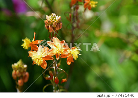 花アロエ（ブルビネ） 77431440