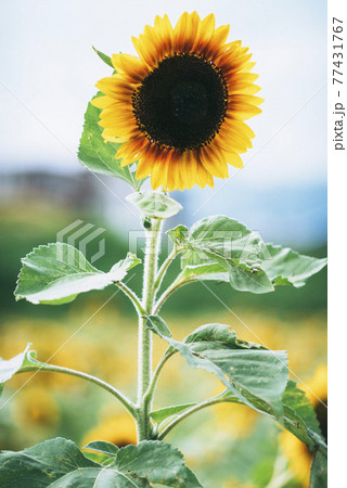 一輪のひまわり 一輪のひまわり 77431767