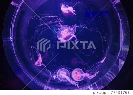 円形水槽で泳ぐクラゲ 77431768