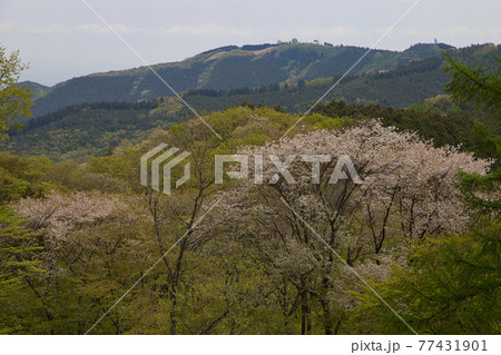 ＜埼玉県＞新緑の埼玉県民の森 77431901