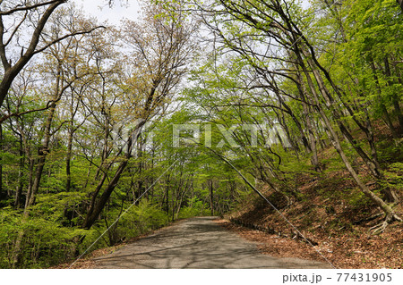 ＜埼玉県＞新緑の埼玉県民の森 77431905
