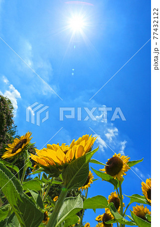 太陽の光を浴びる元気なヒマワリ 太陽の光を浴びる元気なヒマワリ 77432122
