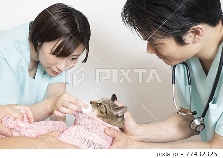 猫の治療をする男性獣医師と女性獣医師 猫の治療をする男性獣医師と女性獣医師 77432325