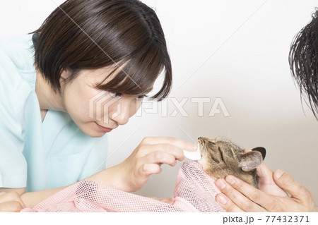 猫の治療をする女性獣医師 猫の治療をする女性獣医師 77432371