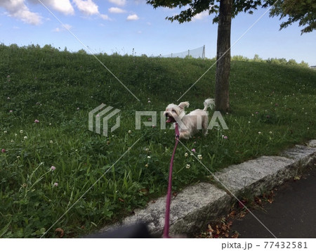 公園を散歩する犬 公園を散歩する犬 77432581