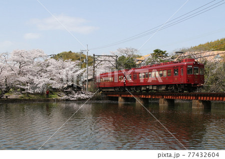 和歌山電鐵と大池遊園の桜 77432604