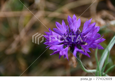 紫色のヤグルマギクの花 埼玉県 5月 の写真素材