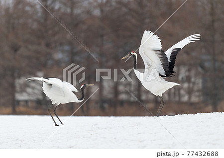 道東の冬景色 丹頂鶴 道東の冬景色 丹頂鶴 77432688