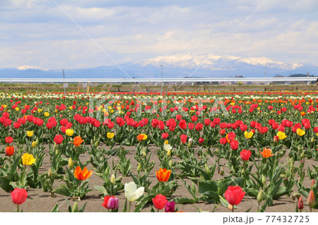 登米市道の駅米山のチューリップ畑 77432725