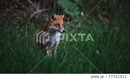 野生のキタキツネ 77432912