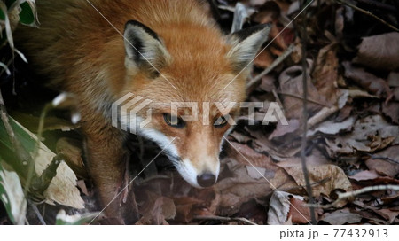 野生のキタキツネ 77432913