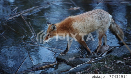 野生のキタキツネ 77432914