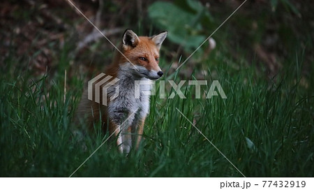 野生のキタキツネ 77432919