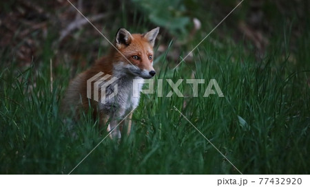 野生のキタキツネ 77432920