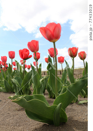 登米市道の駅米山のチューリップ畑 登米市道の駅米山のチューリップ畑 77433019