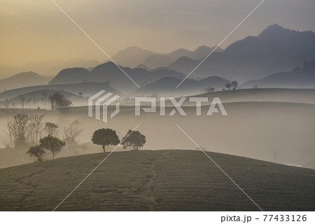 Sunrise on Moc Chau tea hill, Moc Chau village, Son La province, Vietnam Sunrise on Moc Chau tea hill, Moc Chau village, Son La province, Vietnam 77433126