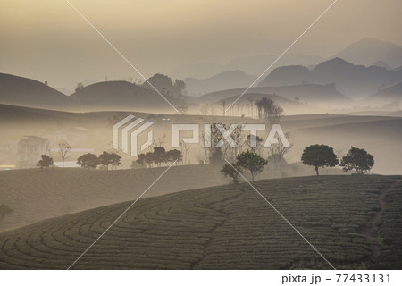 Sunrise on Moc Chau tea hill, Moc Chau village, Son La province, Vietnam 77433131