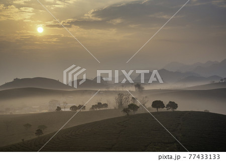 Sunrise on Moc Chau tea hill, Moc Chau village, Son La province, Vietnam 77433133