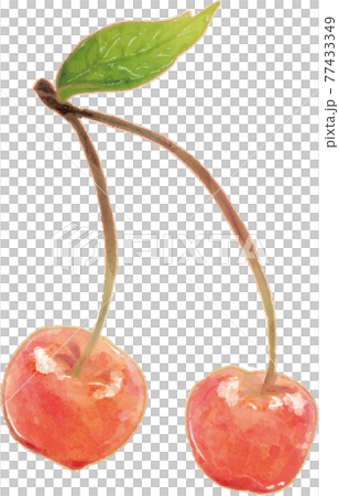 Twin cherries with leaves 77433349