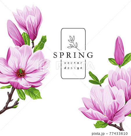 Spring Greeting Card With Magnolia Flowersのイラスト素材