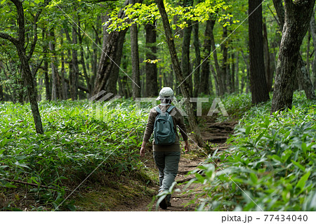 栃木県日光市　奥日光　赤沼から小田代原へハイキングする女性　（9月） 77434040