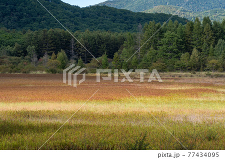 栃木県日光市 奥日光 草紅葉へと変わる小田代原 (9月) 栃木県日光市 奥日光 草紅葉へと変わる小田代原 (9月) 77434095
