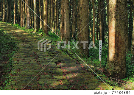 龍門司坂と光差す「西郷隆盛 決意の杉」 77434394