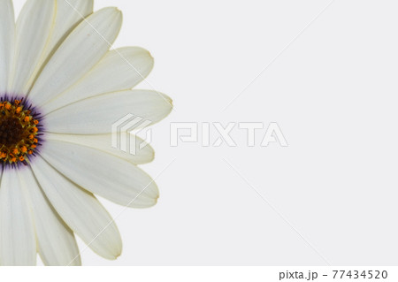 白い花の背景素材 花をあしらったプレゼン背景の写真素材