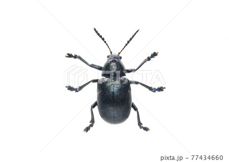 Image of blue milkweed beetle isolated on white background. From top view. Insect. Animal. 77434660