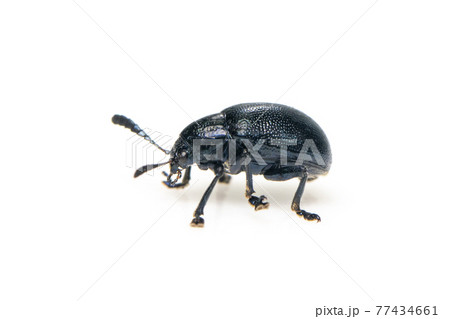 Image of blue milkweed beetle isolated on white background. Insect. Animal. 77434661