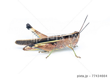 Image of sugarcane white-tipped locust grasshopper (Ceracris fasciata) isolated on white background. Insect Animal. Caelifera., Acrididae Image of sugarcane white-tipped locust grasshopper (Ceracris fasciata) isolated on white background. Insect Animal. Caelifera., Acrididae 77434664
