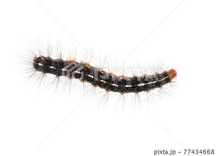 Image of hairy caterpillar isolated on white background. Insect. Worm. Animal. Image of hairy caterpillar isolated on white background. Insect. Worm. Animal. 77434668