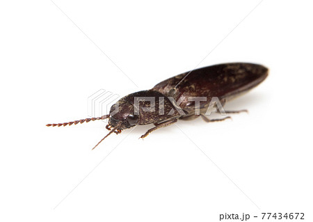 Image of click beetle isolated on white background. Insect. Animal. Image of click beetle isolated on white background. Insect. Animal. 77434672